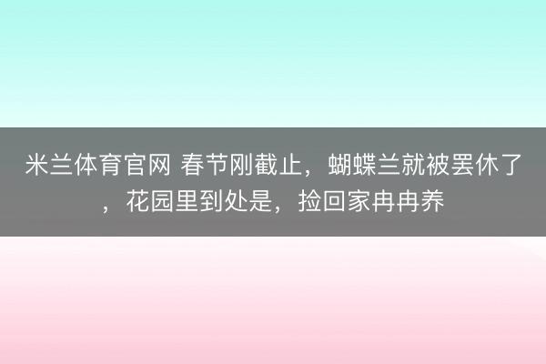 米兰体育官网 春节刚截止，蝴蝶兰就被罢休了，花园里到处是，捡回家冉冉养
